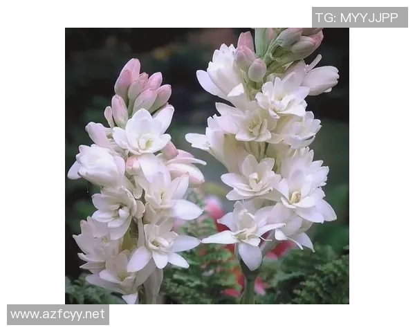 花卉种植技巧与养护知识全面解析，打造美丽花园的实用指南